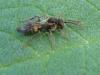 Nomada sp.