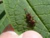 Nomada sp.