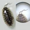 Oniscus asellus