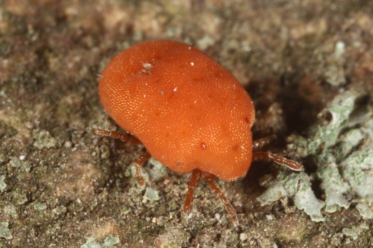 Michel Ehrhardt - Calyptostoma velutinus - réf. 116730 (1280 x 853 pixels, 216 ko)