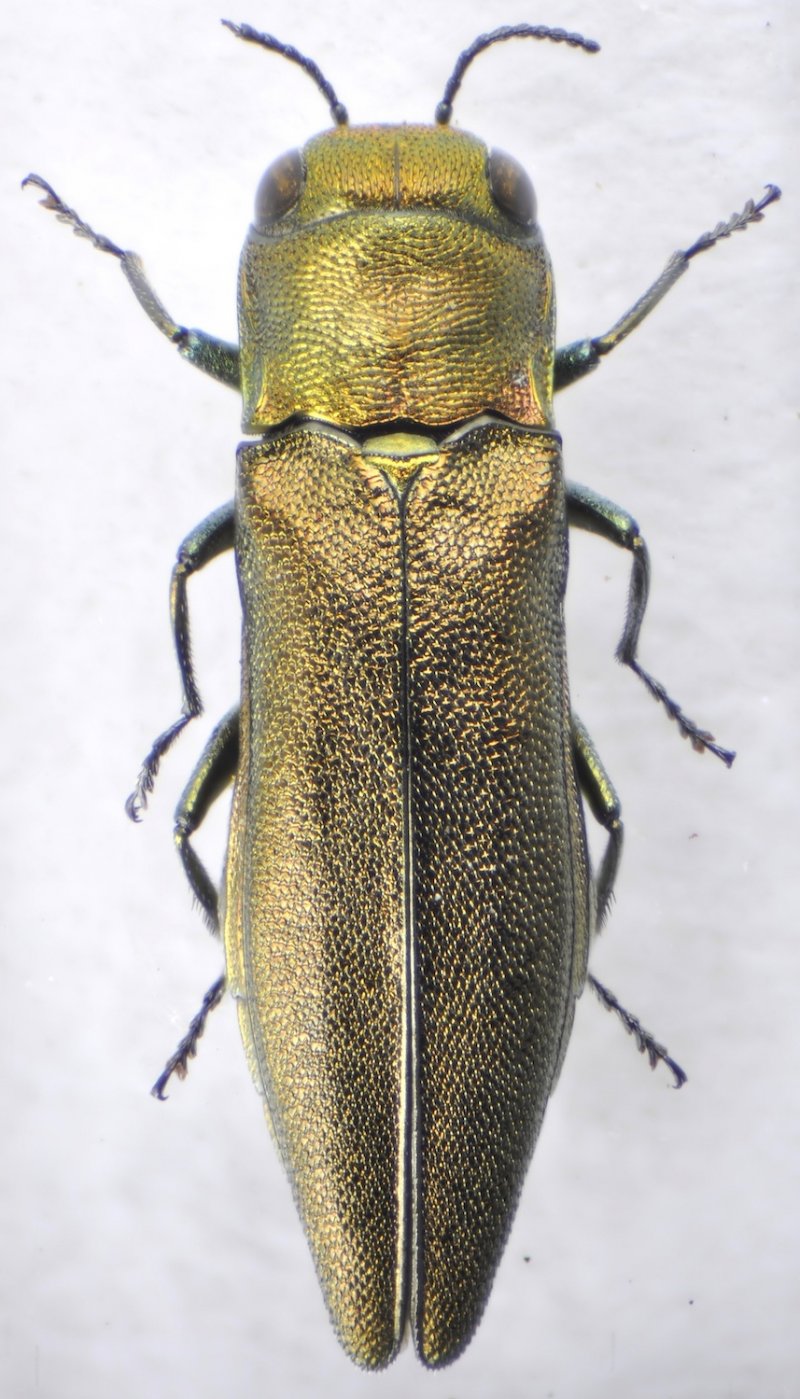 Patrick Deyroze - Agrilus (Rosagrilus) viridicaerulans rubi - réf. 116038 (800 x 1399 pixels, 191 ko)