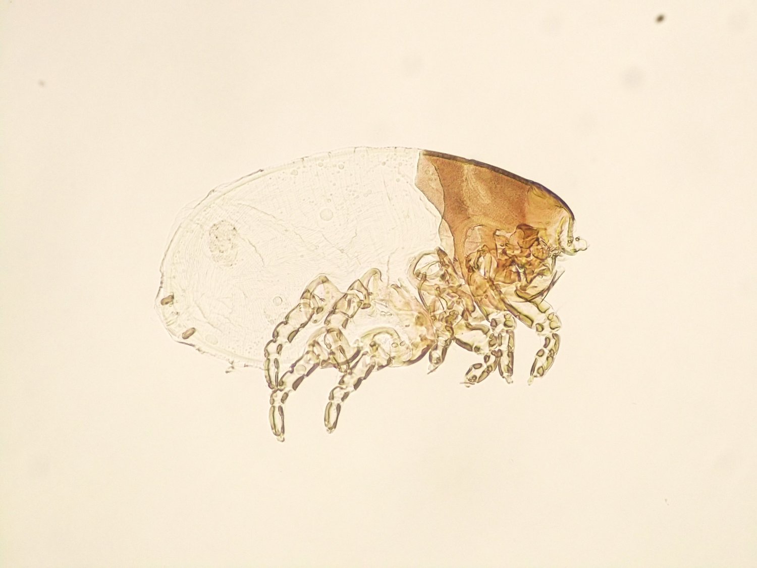 Anonyme - Leporacarus gibbus - réf. 116208 (1500 x 1125 pixels, 132 ko)