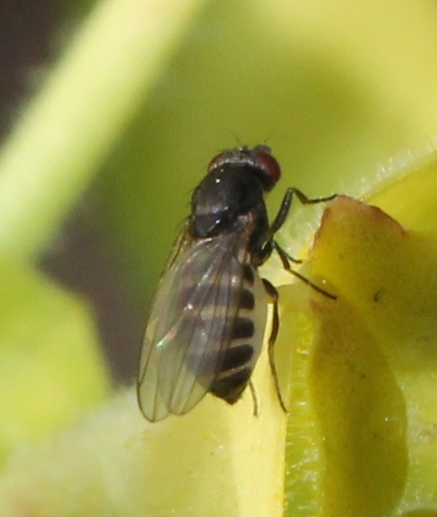 Renko Usami - Drosophila sp. - réf. 116851 (485 x 574 pixels, 118 ko)