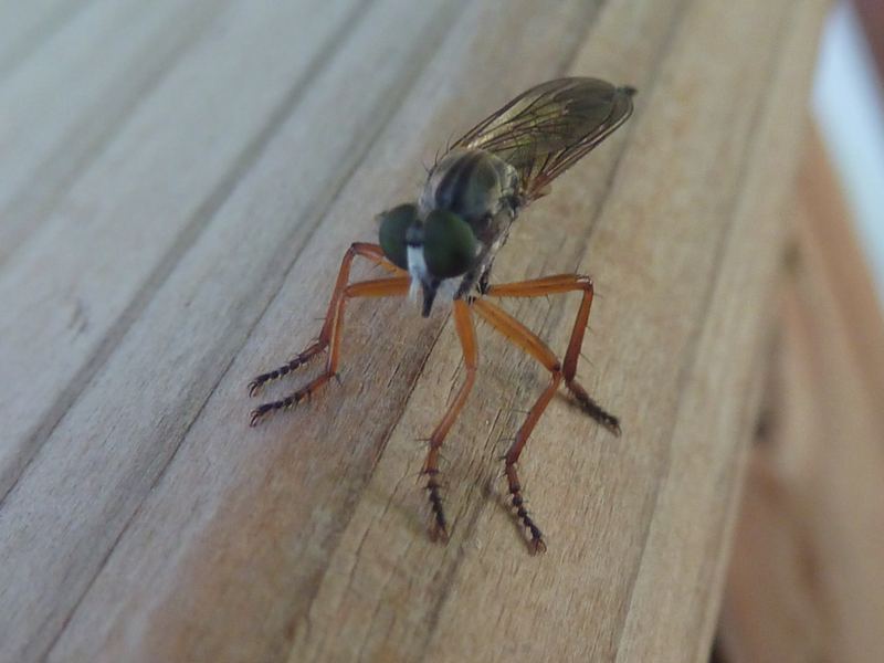 Bobabar - Neomochtherus pallipes - réf. 116397 (800 x 600 pixels, 63 ko)