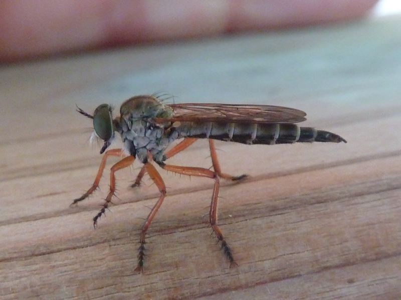 Bobabar - Neomochtherus pallipes - réf. 116398 (800 x 600 pixels, 68 ko)