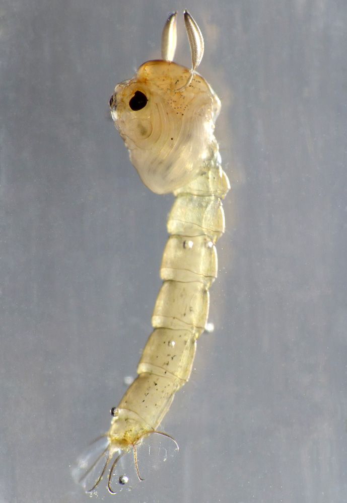 Guillaume JACQUEMIN - Chaoborus (Chaoborus) obscuripes - réf. 116813 (689 x 1000 pixels, 178 ko)