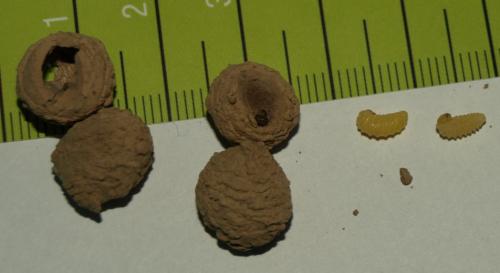 Réf. 117 253 : Eumeninae inconnu