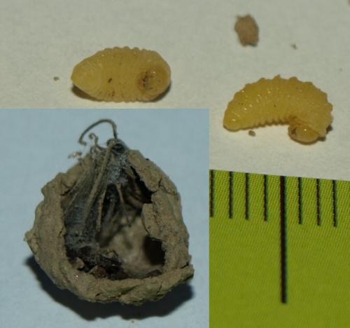 Réf. 117 254 : Eumeninae inconnu