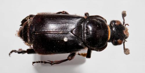 Nicrophorus germanicus