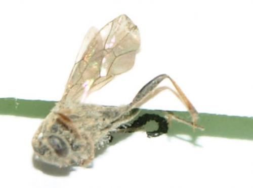 Campopleginae