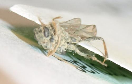 Campopleginae