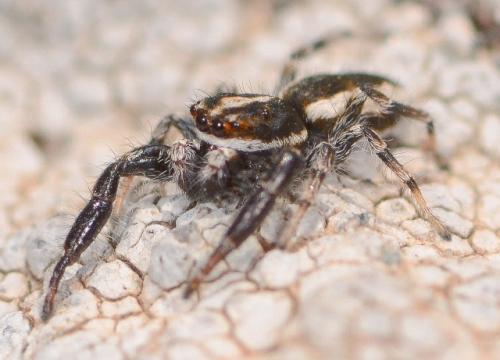 Réf. 117 837 : Afraflacilla epiblemoides