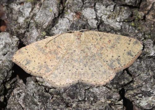 Cyclophora hyponoea