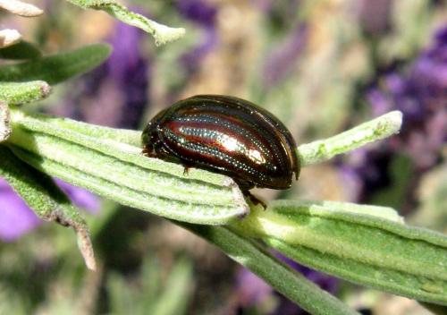 Réf. 117 410 : Chrysolina americana