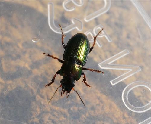 Harpalus distinguendus