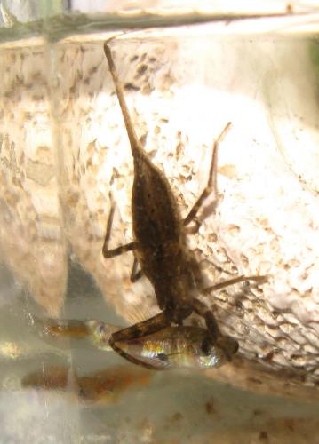 Laccotrephes vicinus