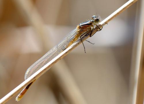 Enallagma cyathigerum