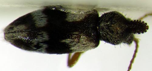 Squamanotoxus guyanensis