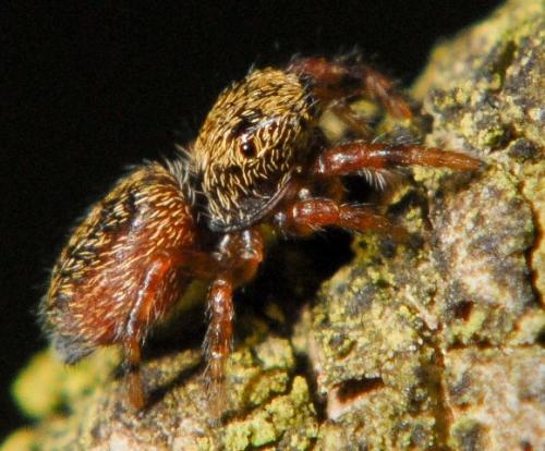 Dendryphantes rudis