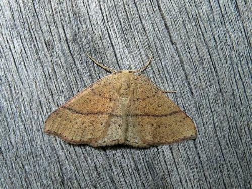Réf. 117 918 : Cyclophora sp.