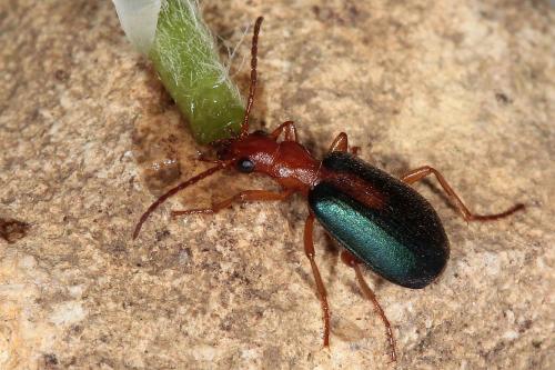 Réf. 117 157 : Brachinus sclopeta