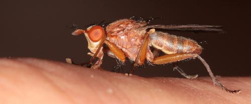 Tetanocera sp.