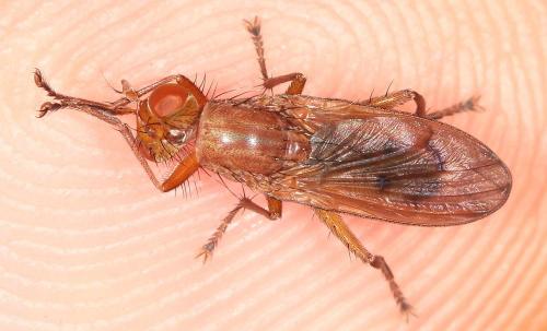 Tetanocera sp.