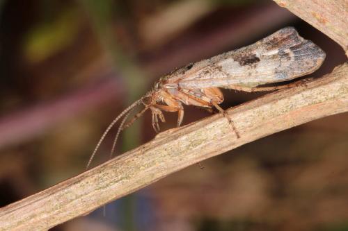 Glyphotaelius pellucidus