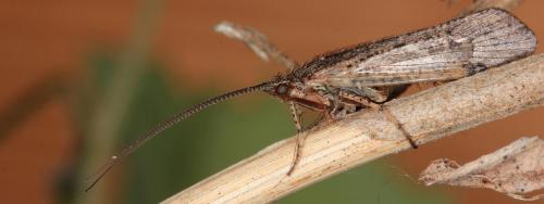 Limnephilus affinis
