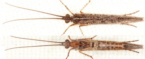Limnephilus affinis