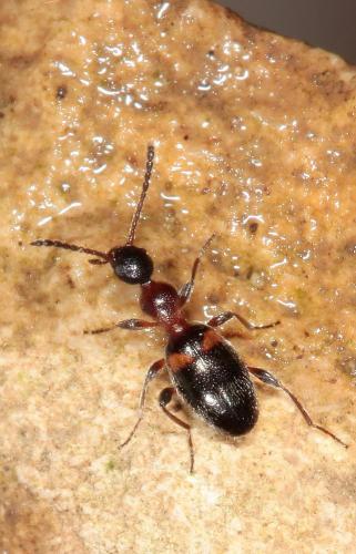 Réf. 117 881 : Anthelephila pedestris