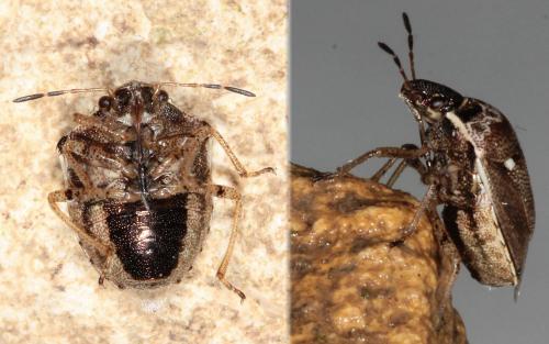 Réf. 117 901 : Eysarcoris ventralis
