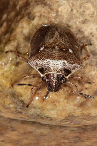 Réf. 117 902 : Eysarcoris ventralis