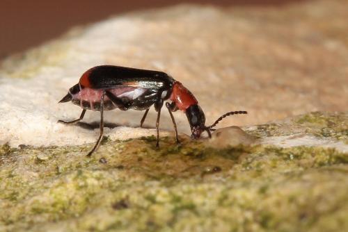 Attalus minimus