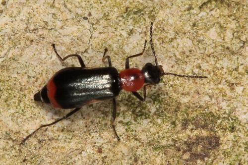 Attalus minimus