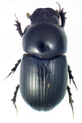 Agrilinus constans