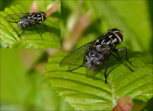 Réf. 117 358 : Graphomya maculata