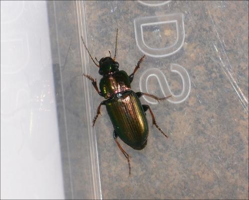 Harpalus distinguendus
