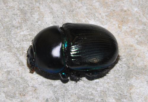 Geotrupes stercorarius