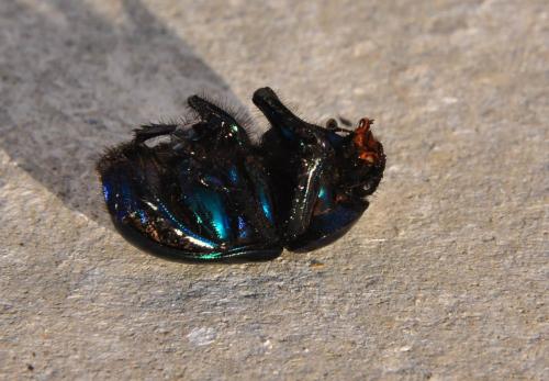 Geotrupes stercorarius