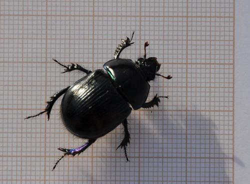 Geotrupes stercorarius