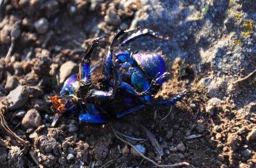 Geotrupes stercorarius