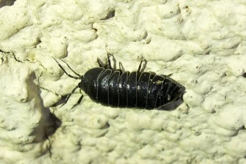 Armadillidium depressum
