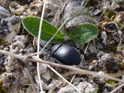 Ablattaria laevigata
