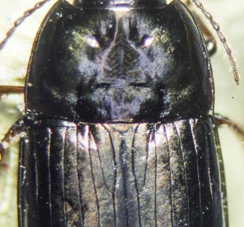 Amara aenea