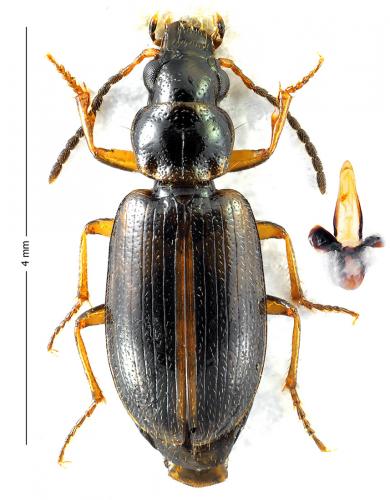 Réf. 117 698 : Trichocellus godarti