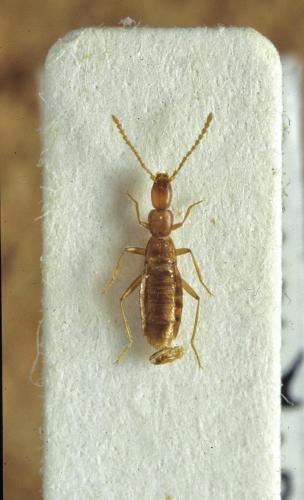 Réf. 117 394 : Apteraphaenops longiceps