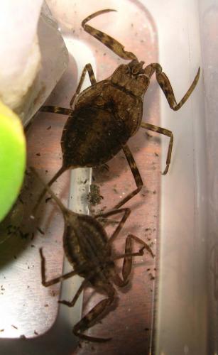 Laccotrephes vicinus