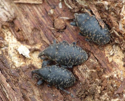 Réf. 117 393 : Larinus turbinatus