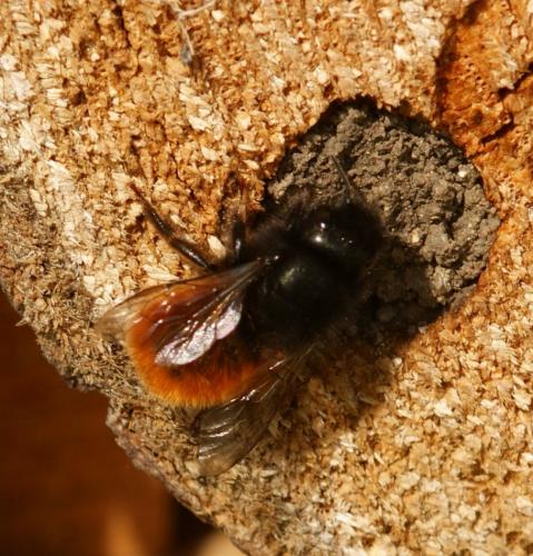 Osmia cornuta